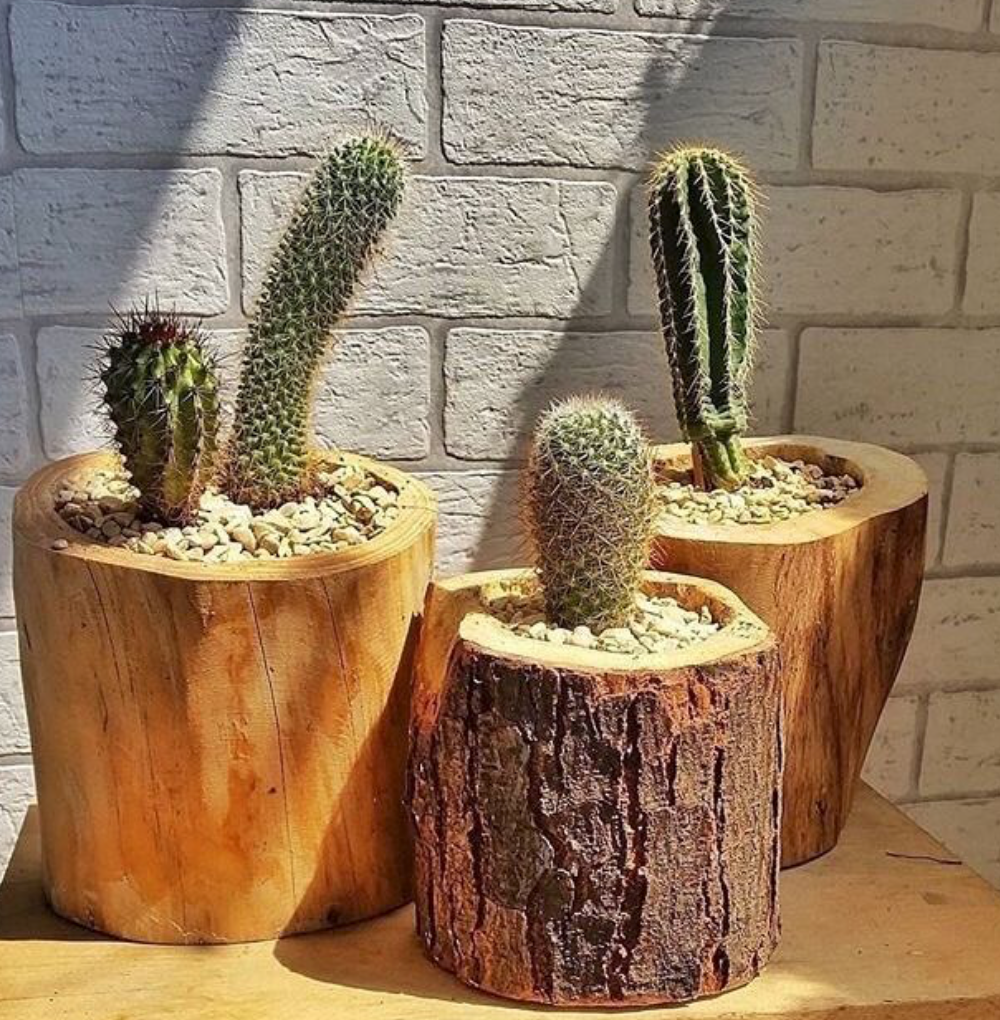 cactus pot