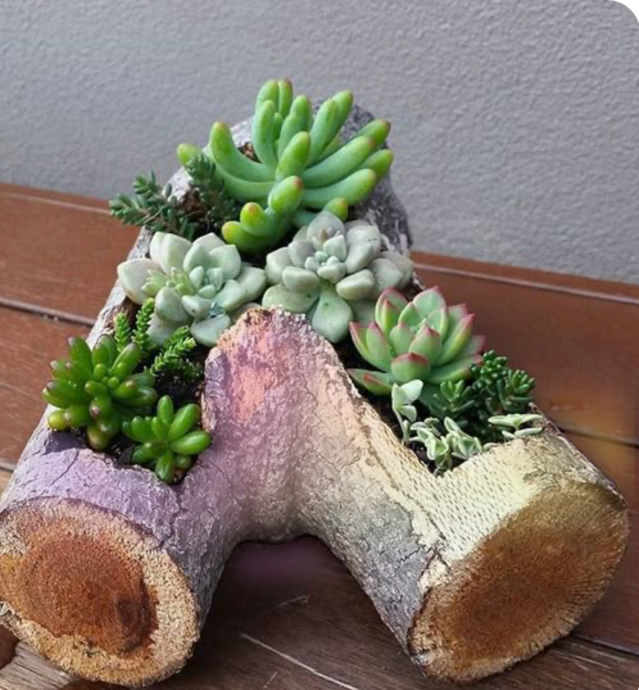 cactus pot