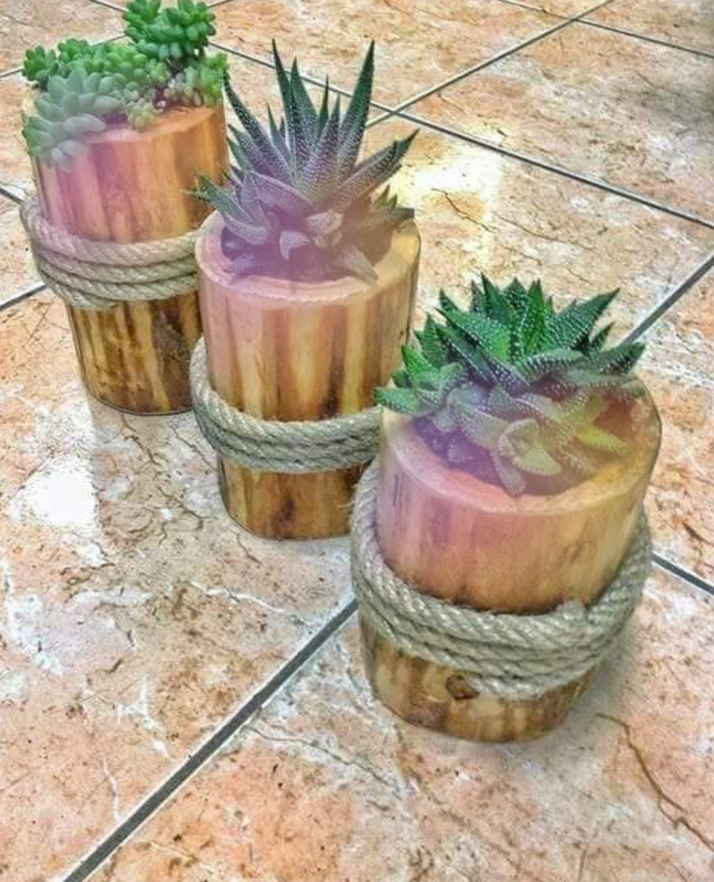 cactus pot