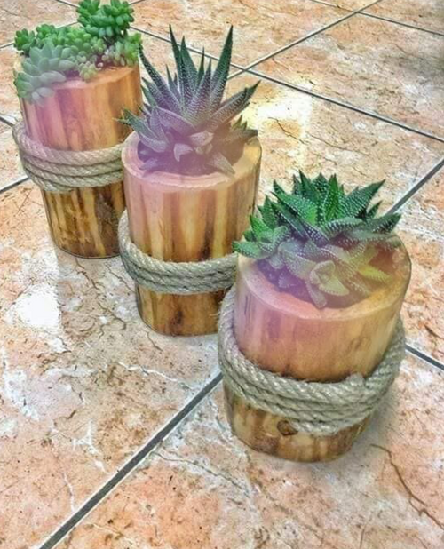 cactus pot
