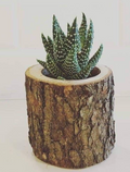 cactus pot